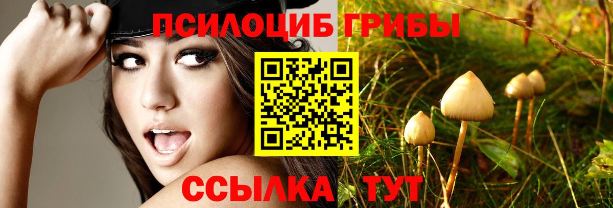 Псилоцибиновые грибы MAGIC MUSHROOMS  Вход с VPN  Галлюциногенные грибы прущие грибы  сколько стоит  Сальск 